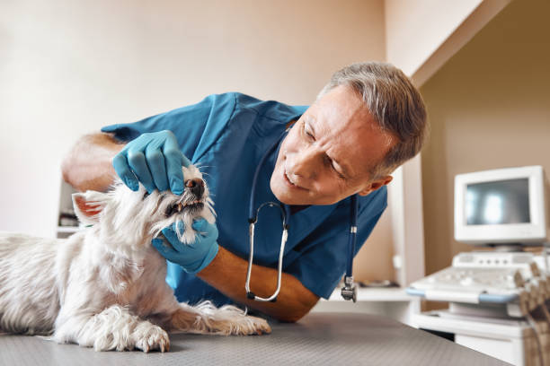 Best Emergency Dental Care for Trauma or Injury in Pimlico, SC